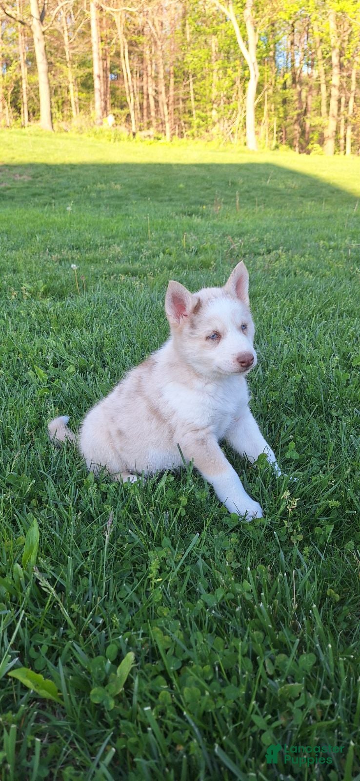 Gerberian Shepsky dogs for sale: Timber - Ad 3