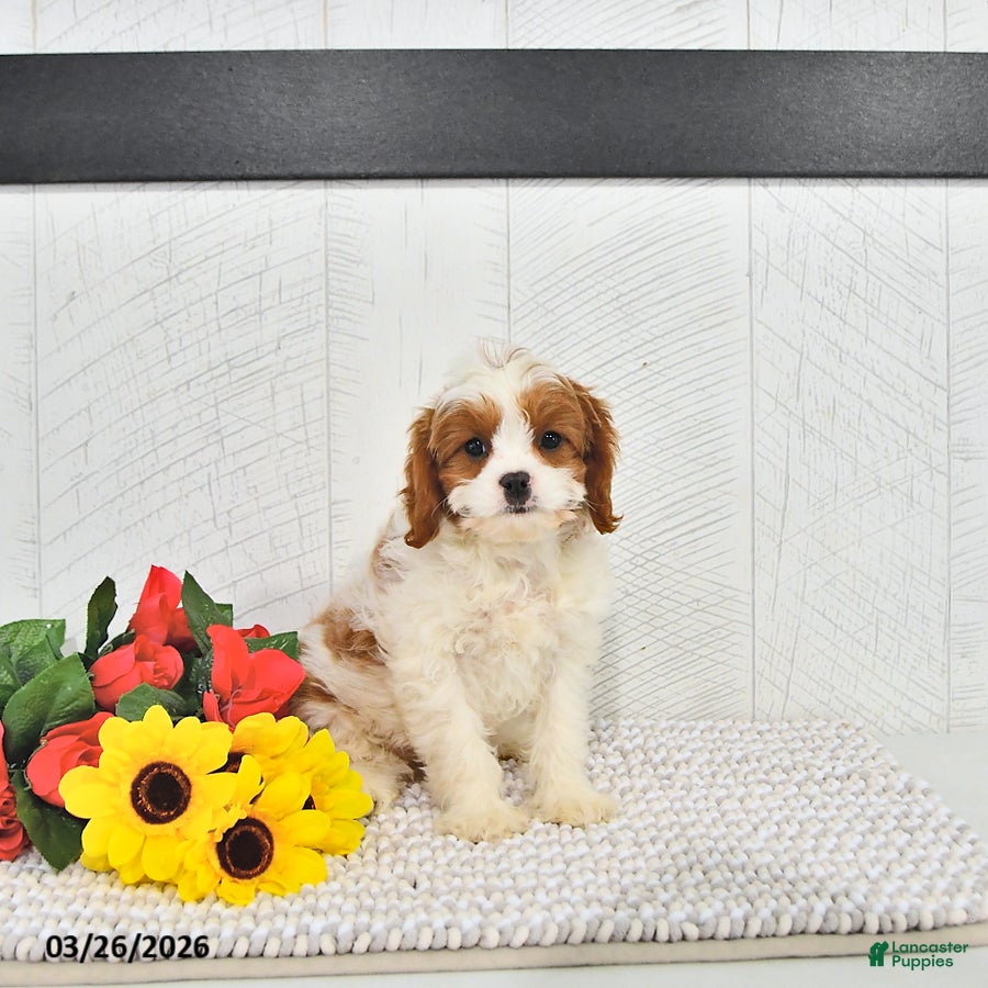 Cavapoo dogs Marlo - Ad 1