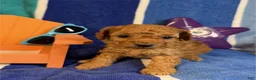 Toy Poodle dogs for sale: June - Ad 2