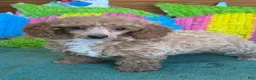 Toy Poodle dogs for sale: Rose - Ad 3