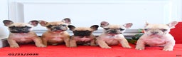 French Bulldog dogs for sale: Betty   - Ad 4