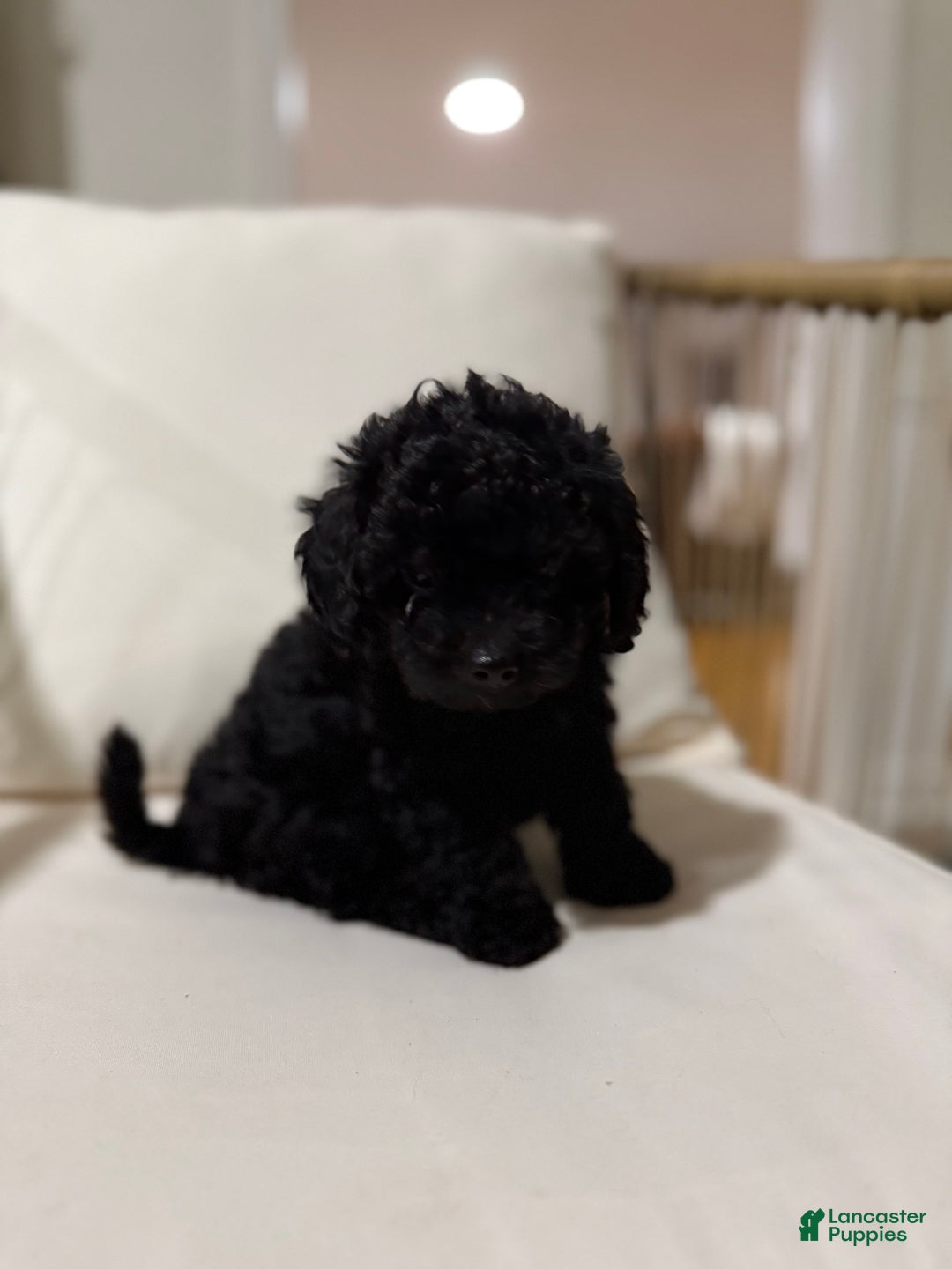 Maltipoo dogs for sale: Saddie  - Ad 6