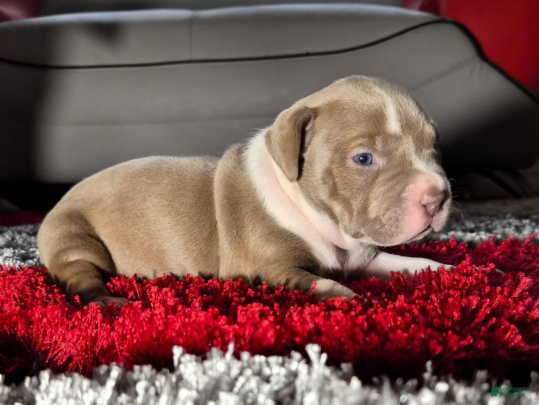 American Bully dogs for sale: "MEG THA STALLION" / LILAC MERLE GENE - Ad 8