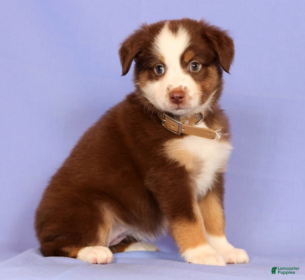 Miniature Australian Shepherd dogs Lexi - Ad 2
