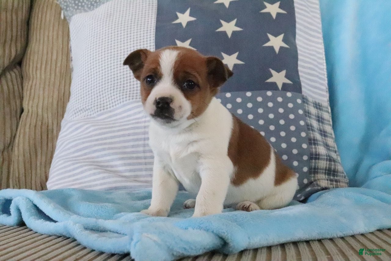 Jack Russell Terrier dogs Steven - Ad 6