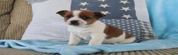Jack Russell Terrier dogs for sale: Steven - Ad 1