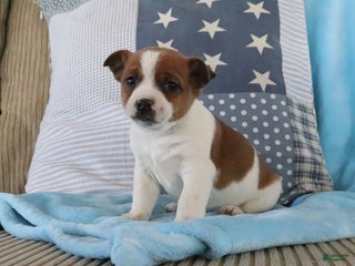 Jack Russell Terrier dogs Steven - Ad 4