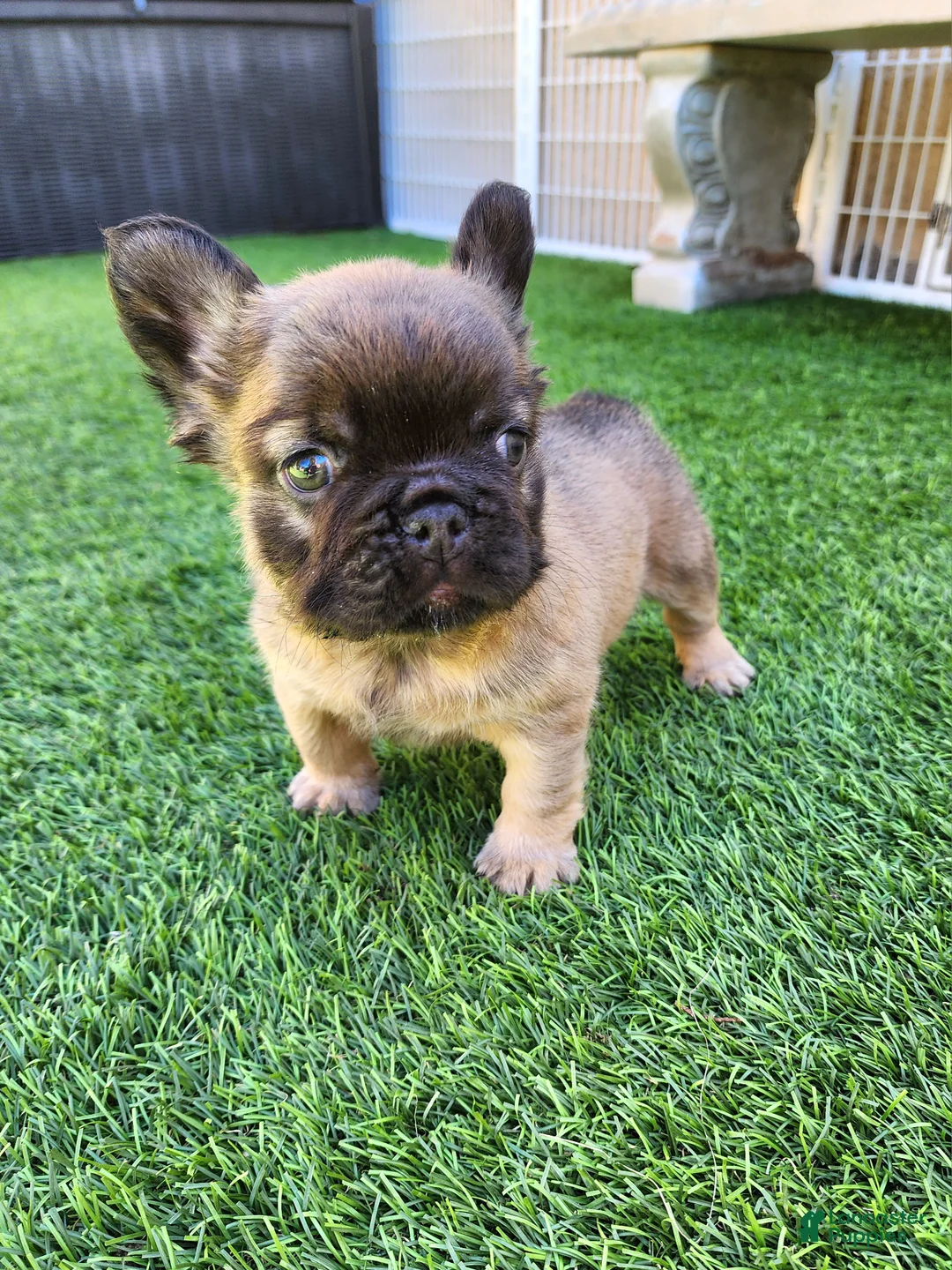 French Bulldog dogs for sale: Fluffy Bear  - Ad 2