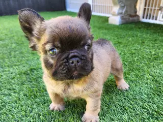 French Bulldog dogs for sale: Fluffy Bear - Ad 3