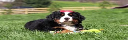 Bernese Mountain Dog dogs for sale: Florence - Ad 10