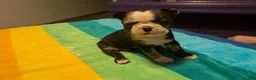 Frenchton dogs for sale: Jacqueline - Ad 4