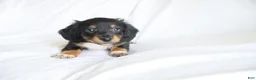 Dachshund dogs for sale: Bentley  - Ad 2