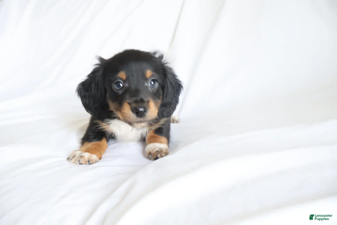 Dachshund dogs for sale: Bentley  - Ad 2
