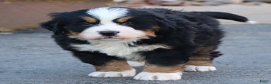 Bernese Mountain Dog Puppy 1