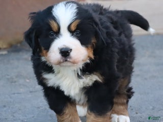 Bernese Mountain Dog dogs Bernese Mountain Dog Puppy 1 - Ad 13