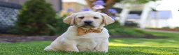 Labrador Retriever dogs for sale: Buster - Ad 3