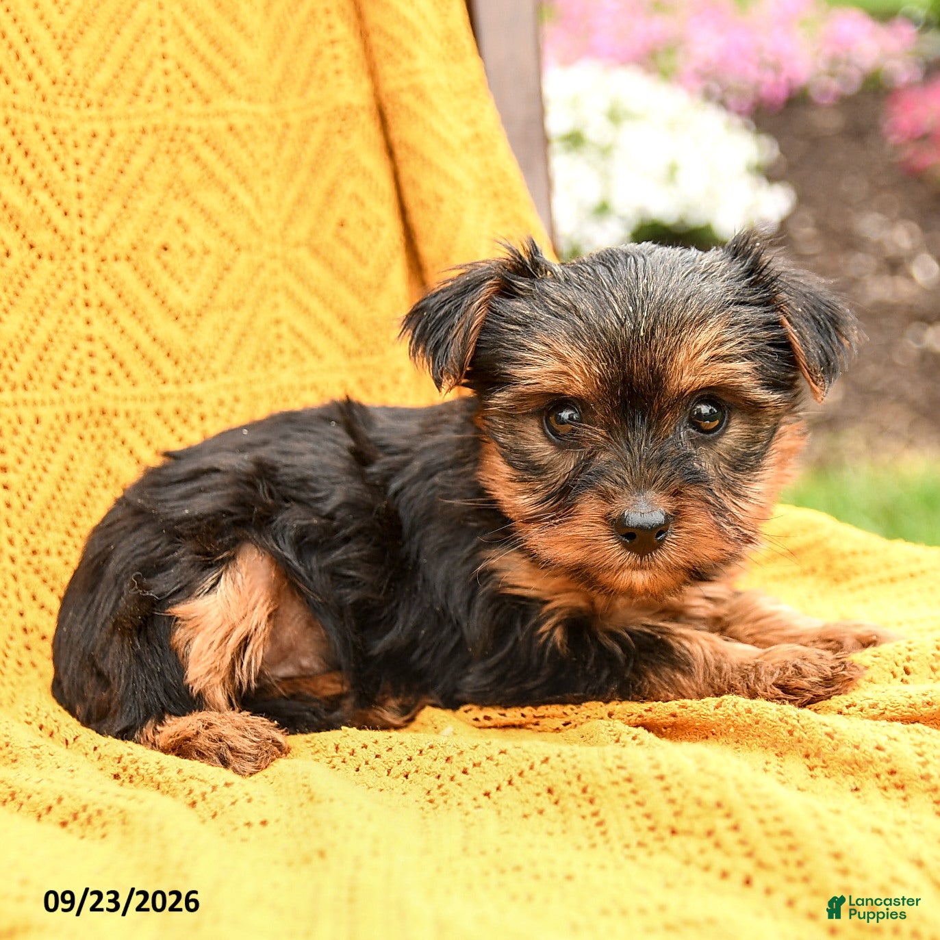 Yorkshire Terrier dogs Blossom - Ad 2