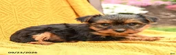 Yorkshire Terrier dogs for sale: Blossom - Ad 2