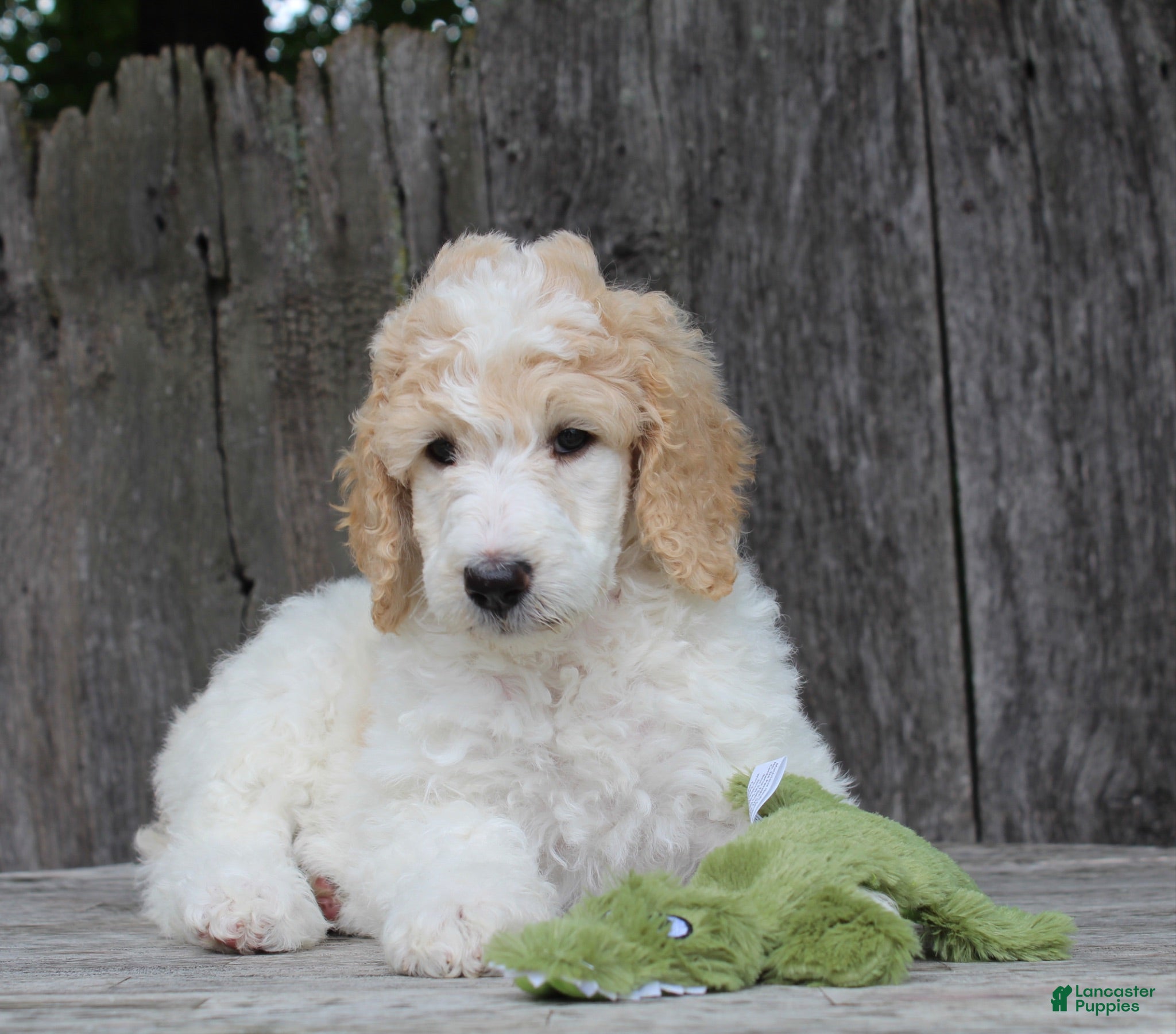 Standard Poodle dogs Willow AKC standard poodle - Ad 2