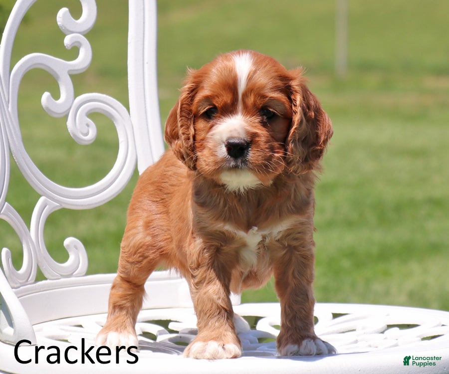 Cockalier dogs Crackers - Ad 1