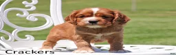 Cockalier dogs for sale: Crackers - Ad 1