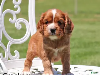 Cockalier dogs for sale: Crackers - Ad 3