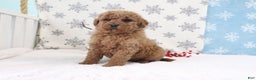 Mini Goldendoodle dogs for sale: Twila - Ad 4