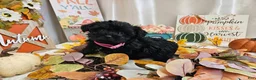 Yorkiepoo dogs for sale: Arianna Kay - Ad 5