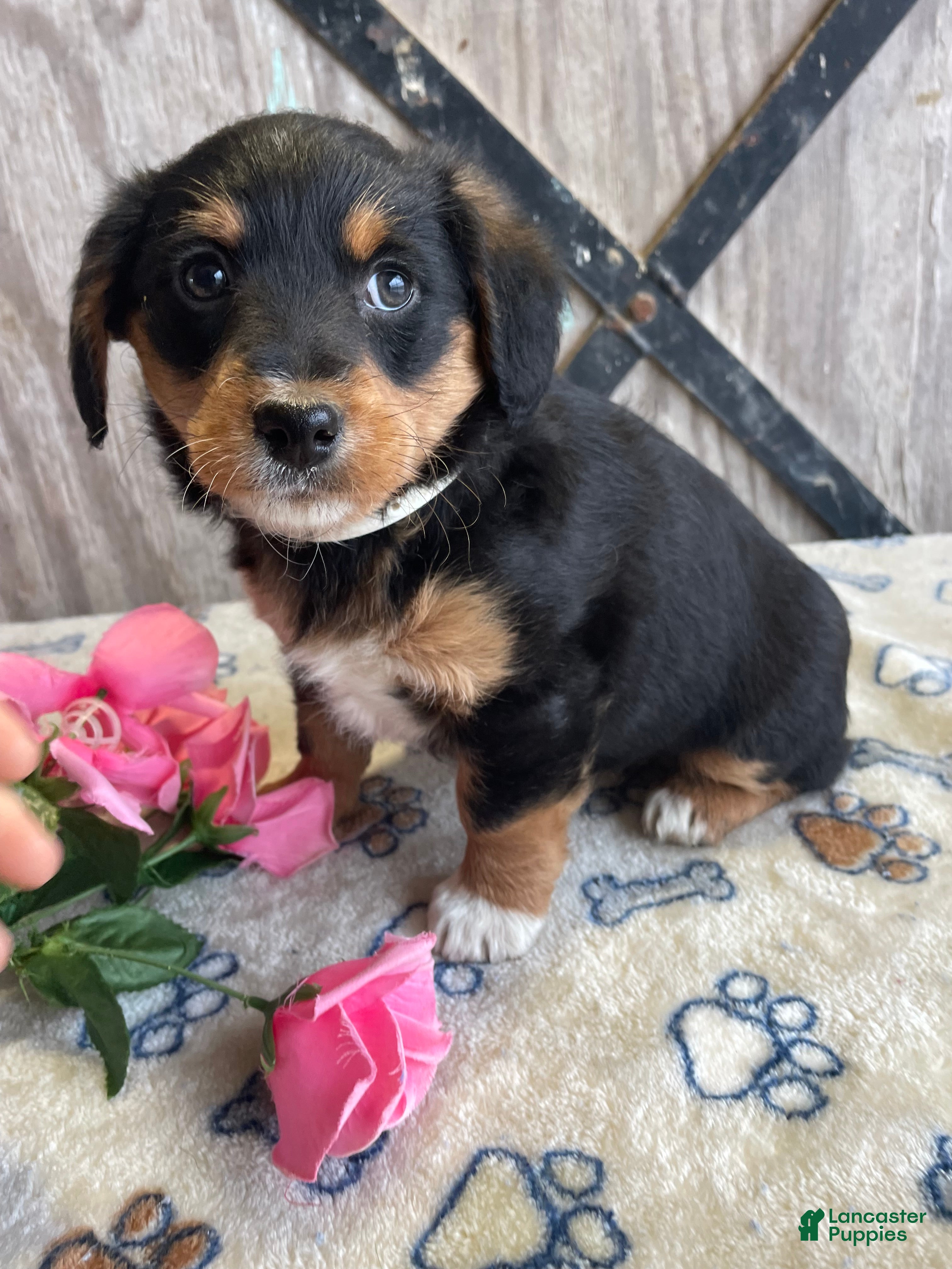 Corgipoo dogs Tara - Ad 4