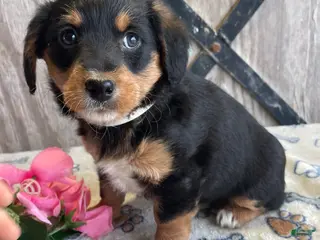 Corgipoo dogs Tara - Ad 4