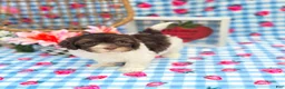Havapoo dogs for sale: Derby - Ad 2