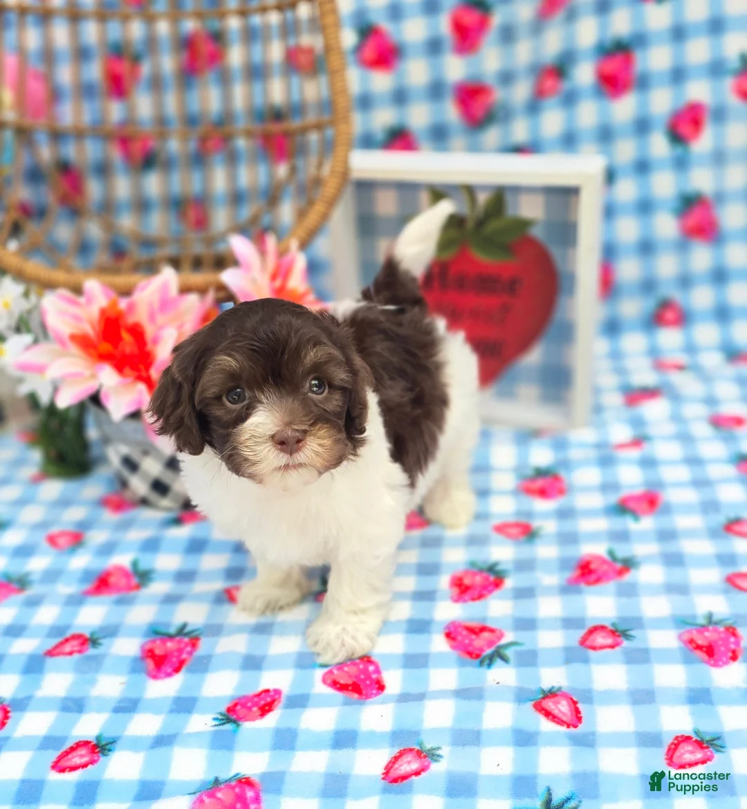 Havapoo dogs for sale: Derby - Ad 2