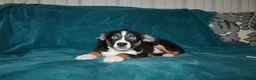 Miniature Australian Shepherd dogs for sale: Jingles  - Ad 5