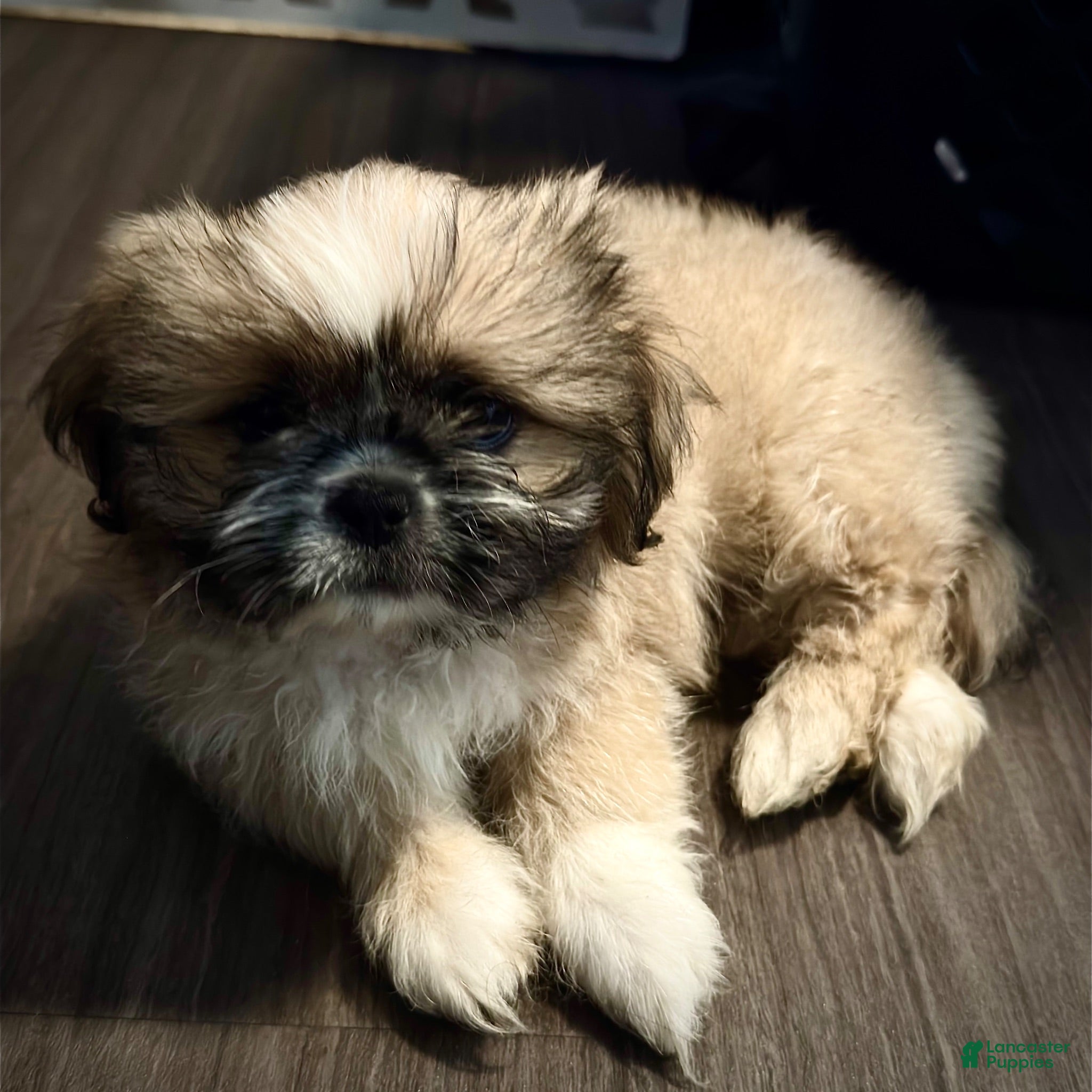 Mixed Breed dogs Peke- Tzu Pup 3 - Ad 22