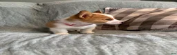 Welsh Corgi Pembroke dogs for sale: Welsh Corgi Pembroke 3 - Ad 17