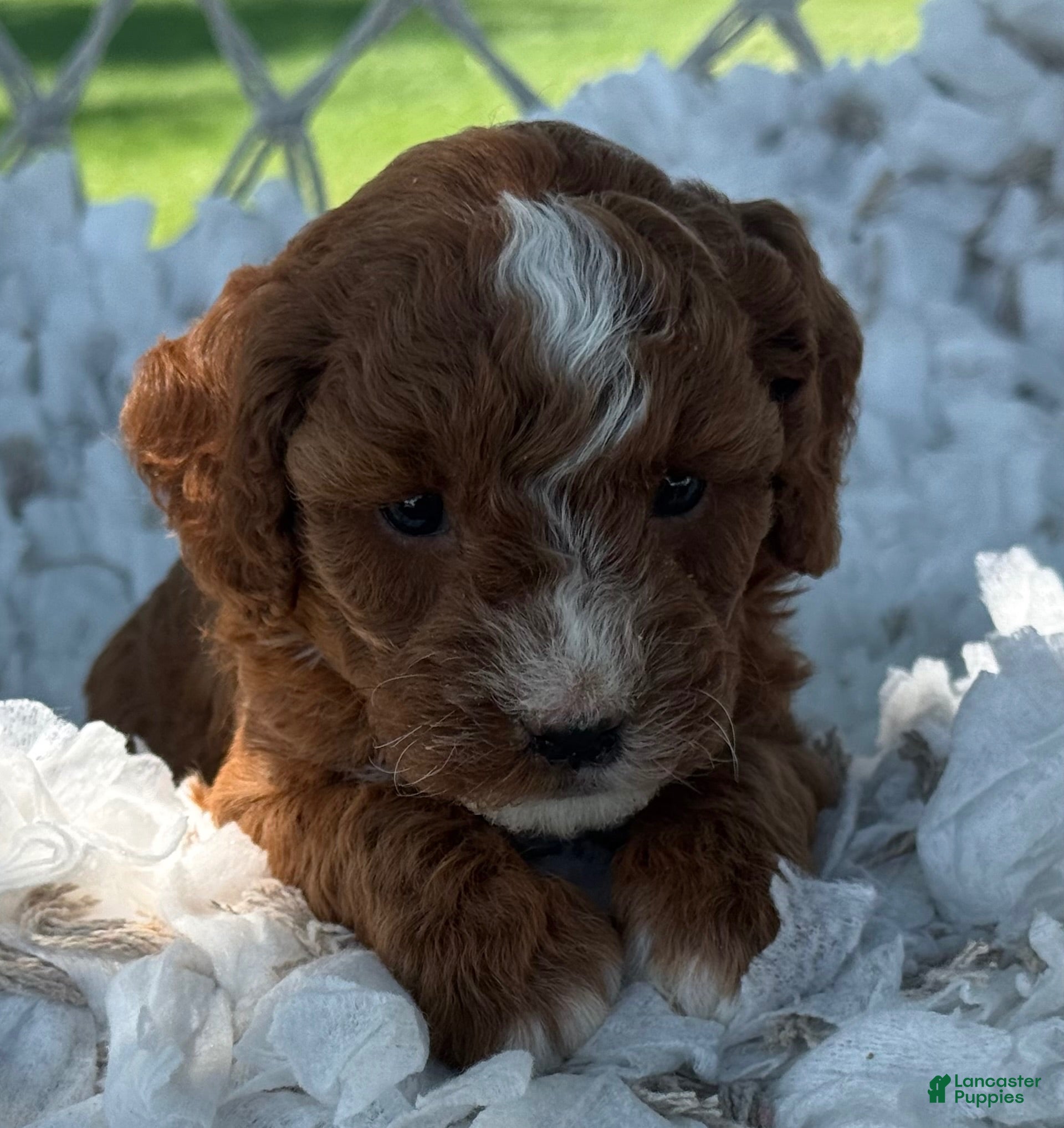 Cavapoo dogs Clementine  - Ad 2