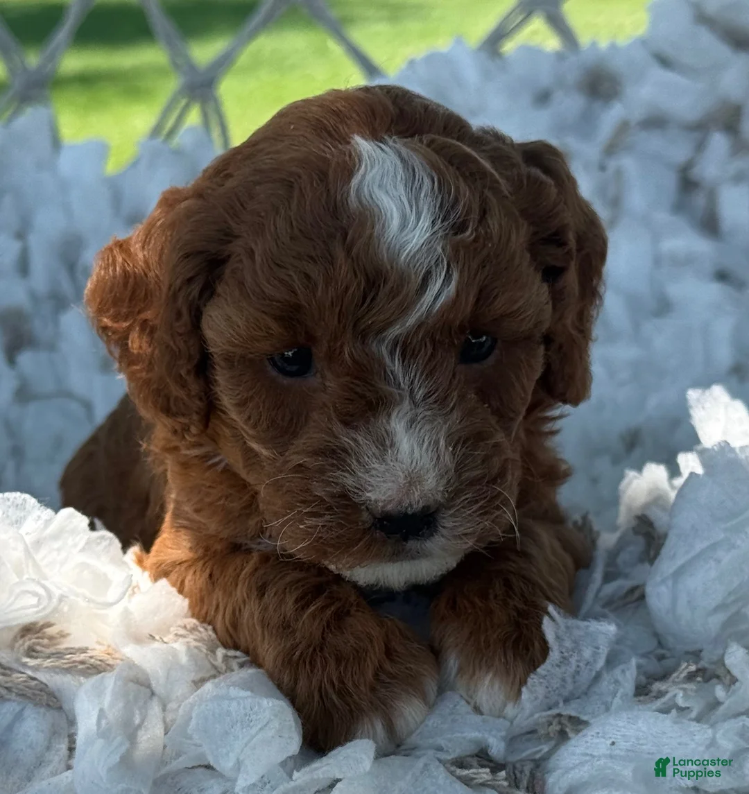 Cavapoo dogs for sale: Clementine  - Ad 2