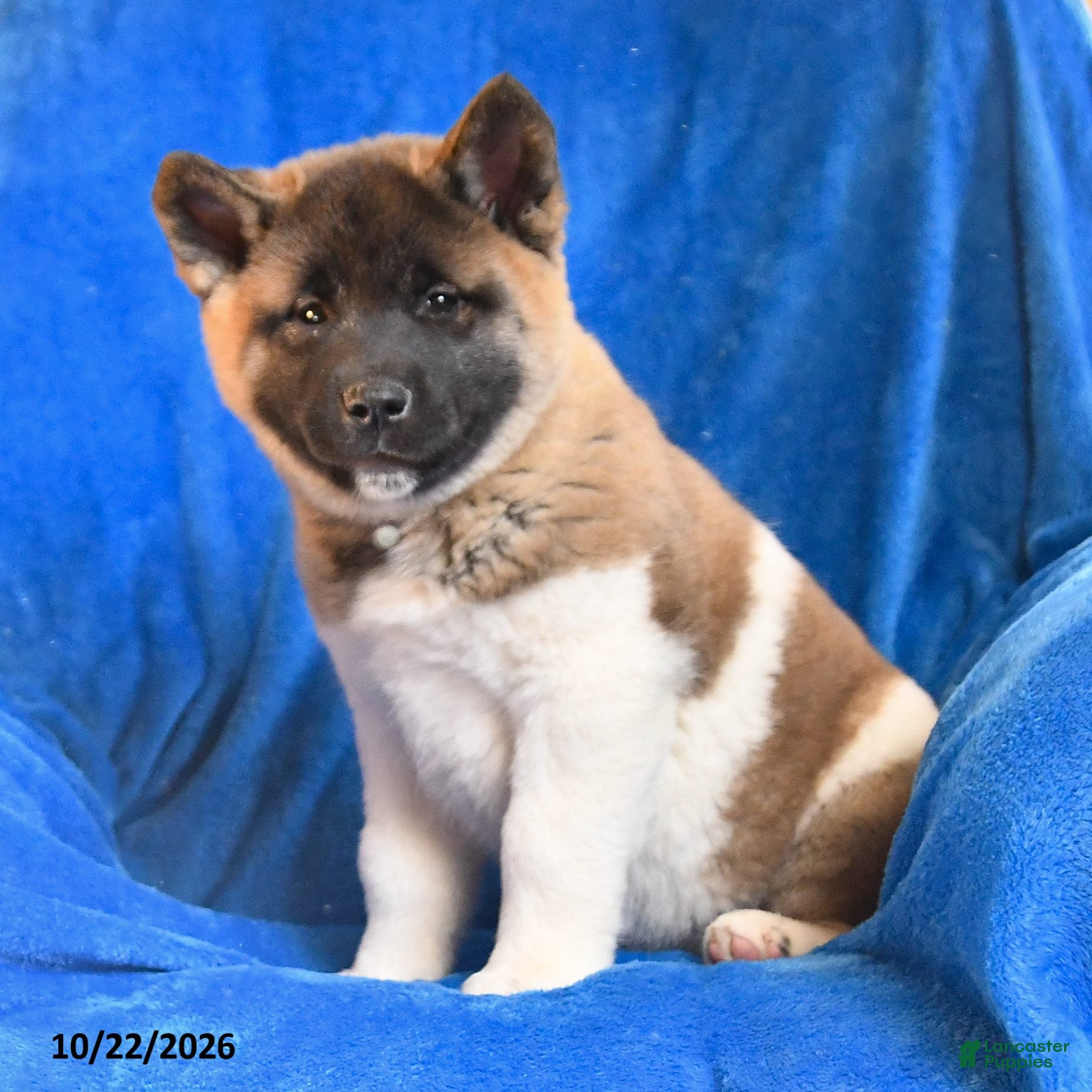 Akita dogs for sale: Susan - Ad 2