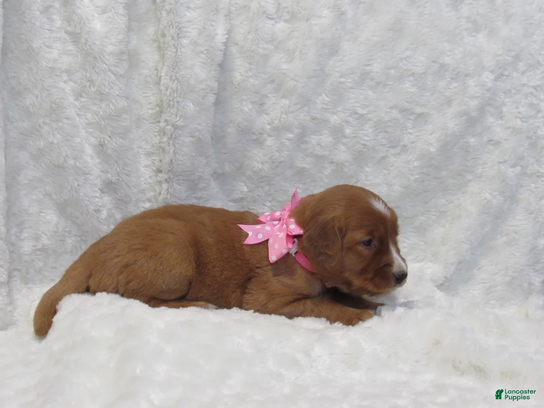 Golden Retriever dogs for sale: HAILEY - Ad 5
