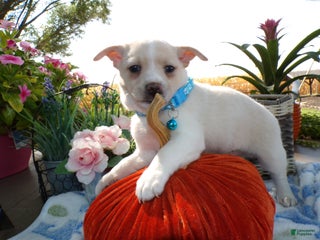 Chihuahua dogs - Ad 21