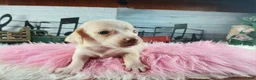 Dachshund dogs for sale: Nationwide delivery. Sugar pies piebald girl chocolate nose - Ad 8