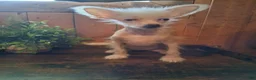 Chinese Crested dogs for sale: Pinky - Ad 4
