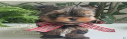 Yorkshire Terrier dogs for sale: Cody - Ad 2