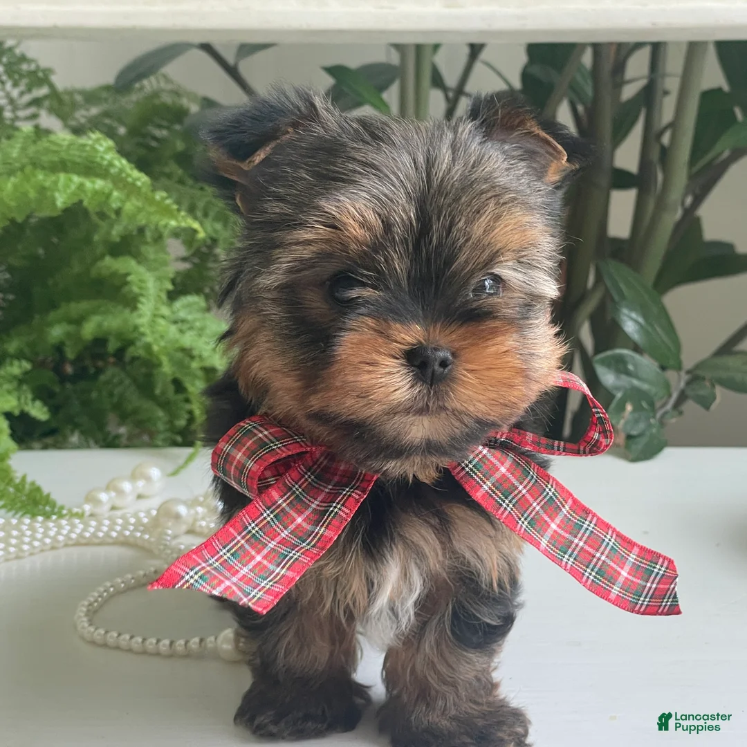 Yorkshire Terrier dogs for sale: Cody - Ad 2