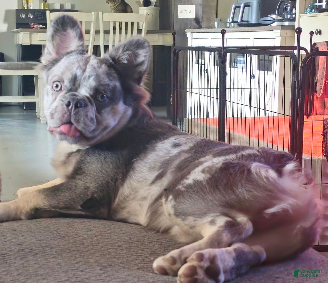 French Bulldog dogs for sale: French Bulldog Puppy 1 - Ad 10