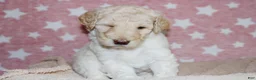 Labradoodle dogs for sale: Hera - Ad 5
