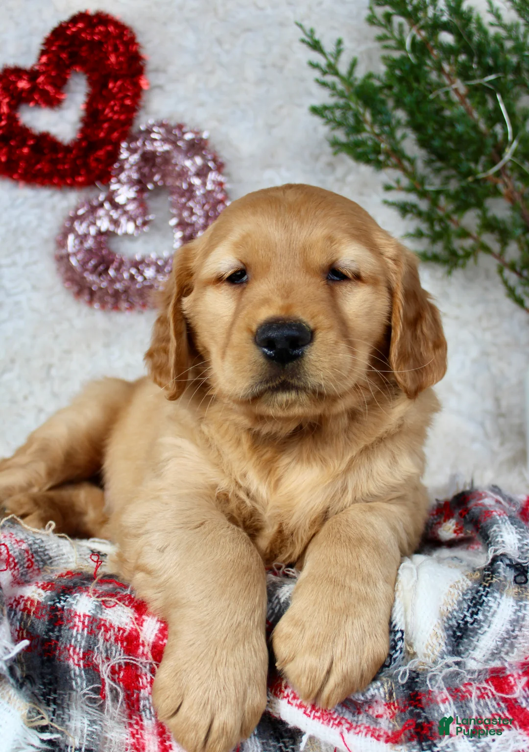 Golden Retriever dogs for sale: Mickey - Ad 1