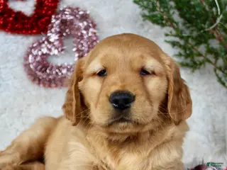 Golden Retriever dogs Mickey - Ad 11