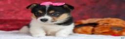 Welsh Corgi Pembroke dogs for sale: Annabelle🎀 - Ad 11