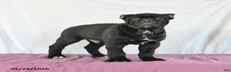 Cane Corso dogs for sale: Monty - Ad 5